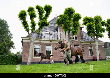 Niederlande, Noordbeemster, Beemster Polder, UNESCO-Weltkulturerbe. Landwirt und belgischen oder Zeeland Zugpferde Stockfoto