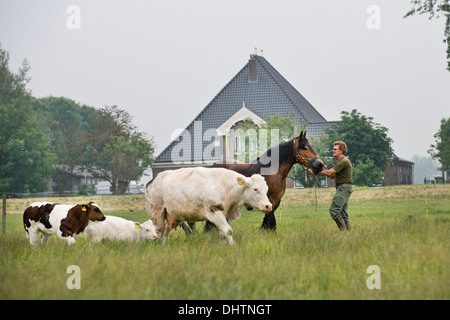Niederlande, Noordbeemster, Beemster Polder, UNESCO-Weltkulturerbe. Landwirt und belgischen oder Zeeland Zugpferd und Kühe Stockfoto