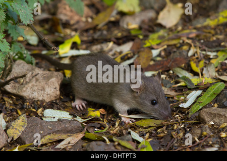 neu weened braune Ratte (Rattus Norvegicus) Stockfoto