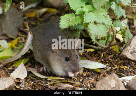 neu weened braune Ratte (Rattus Norvegicus) Fütterung auf verschüttete Korn Stockfoto