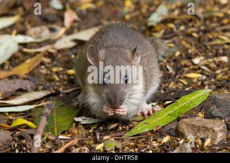 neu weened braune Ratte (Rattus Norvegicus) Fütterung auf verschüttete Korn Stockfoto