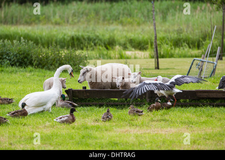 Niederlande, Kortenhoef, gemeinsame Störche Essen von Schafen. Höckerschwan jagt Sie Stockfoto