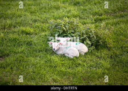 Niederlande, Oosthuizen, Schafe und Lämmer Stockfoto