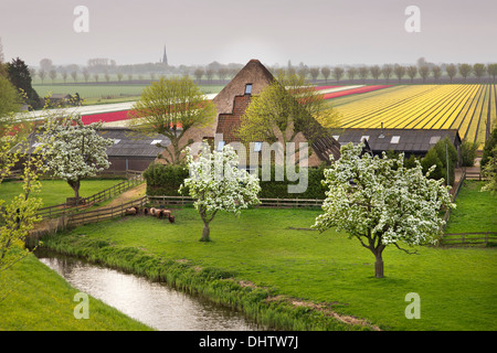 Niederlande, einem, typischer Bauernhof Stolpboerderij in Beemster Polder genannt. Blühende Tulpenfelder Stockfoto