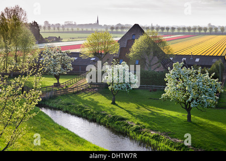 Niederlande, einem, typischer Bauernhof Stolpboerderij in Beemster Polder genannt. Blühende Tulpenfelder Stockfoto