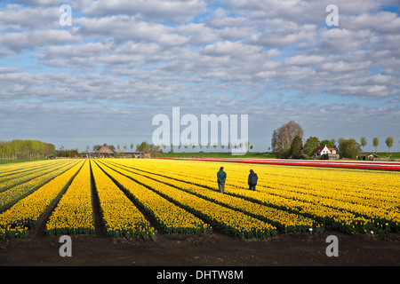 Niederlande, einem, Beemster Polder. Blühende Tulpenfelder. Bauern-Inspektion-Lampen auf Viren, UNESCO Stockfoto