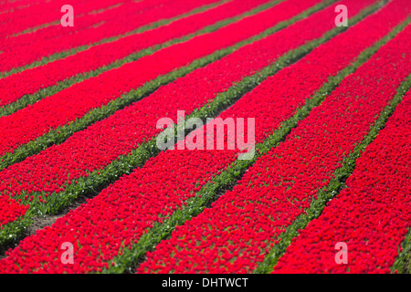 Niederlande, einem, Beemster Polder, ein UNESCO-Weltkulturerbe. Blühende rote Tulpe Wiesen. Stockfoto