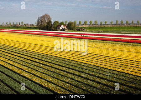 Niederlande, einem, Beemster Polder. Blühende Tulpenfelder. Bauern-Inspektion-Lampen auf Viren, UNESCO Stockfoto