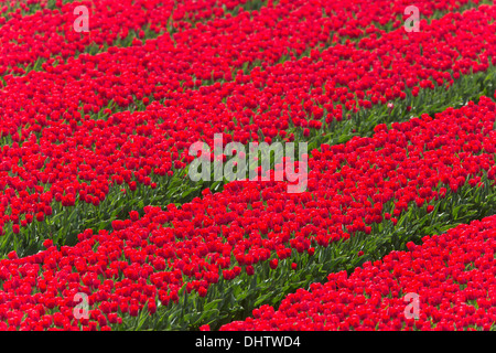 Niederlande, einem, Beemster Polder, ein UNESCO-Weltkulturerbe. Blühende rote Tulpe Wiesen. Stockfoto