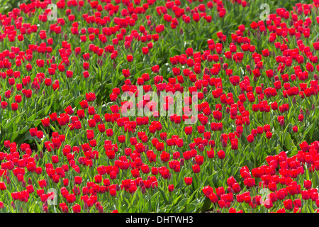 Niederlande, einem, Beemster Polder, ein UNESCO-Weltkulturerbe. Blühende rote Tulpe Wiesen. Stockfoto