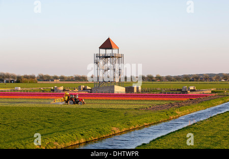 Niederlande, Krabbendam. Blühende Tulpenfelder. Wachturm an Stelle des ehemaligen Schlosses genannt ' t Huys Nuwendore Stockfoto