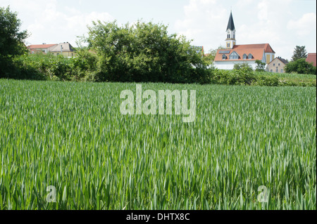 Weizenfeld im Frühjahr Stockfoto