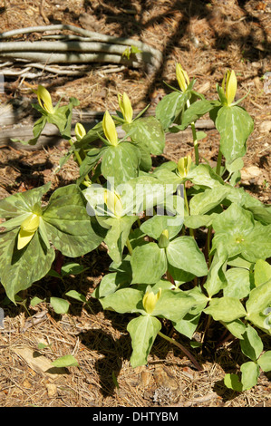 Gelbe woodlilies Stockfoto