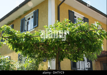 Maulbeerbaum Stockfoto