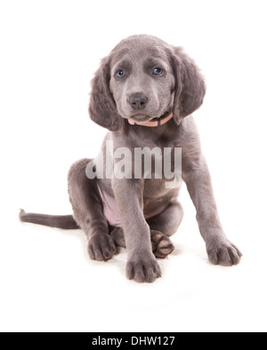 Langhaarige blaue Weimaraner einzelne Welpen sitzen in einem studio Stockfoto