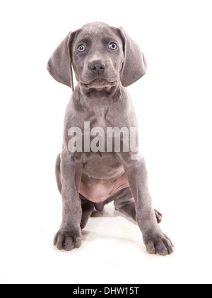 Blaue Weimaraner einzelne Welpen sitzen in einem studio Stockfoto