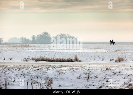 Niederlande, Broek in Waterland. Polder Volgermeerpolder. Naturschutzgebiet. Ehemalige Mülldeponie. Galoppierenden Pferd und Mensch. Winter Stockfoto