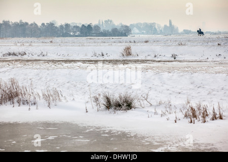 Niederlande, Broek in Waterland. Polder Volgermeerpolder. Naturschutzgebiet. Ehemalige Mülldeponie. Galoppierenden Pferd und Mensch. Winter Stockfoto