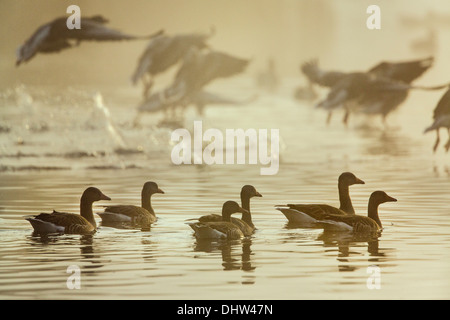 Niederlande, Ankeveen, Seen namens Ankeveense Plassen. Graugänse oder Graugänse im Morgennebel. Stockfoto