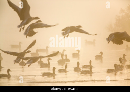 Niederlande, Ankeveen, Seen namens Ankeveense Plassen. Graugänse oder Graugänse im Morgennebel. Stockfoto