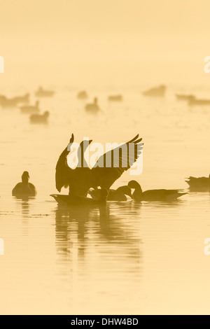 Niederlande, Ankeveen, Seen namens Ankeveense Plassen. Graugänse oder Graugänse im Morgennebel. Stockfoto