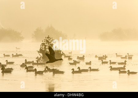 Niederlande, Ankeveen, Seen namens Ankeveense Plassen. Graugänse oder Graugänse im Morgennebel. Stockfoto