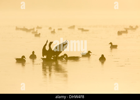 Niederlande, Ankeveen, Seen namens Ankeveense Plassen. Graugänse oder Graugänse im Morgennebel. Stockfoto