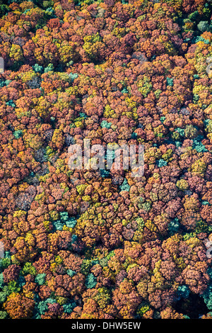 Niederlande, Loosdrecht, Bäume. Farben des Herbstes. Luftbild Stockfoto