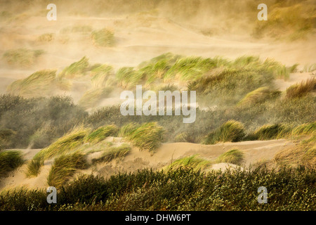 Holland, IJmuiden, schwere StoL auf Nordsee. Starker Wind und Sand weht. Strandhafer Stockfoto