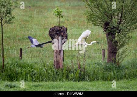 Niederlande,'s-Graveland, Landgut namens Hilverbeek. Graureiher, Silberreiher aus seinem Revier zu jagen Stockfoto