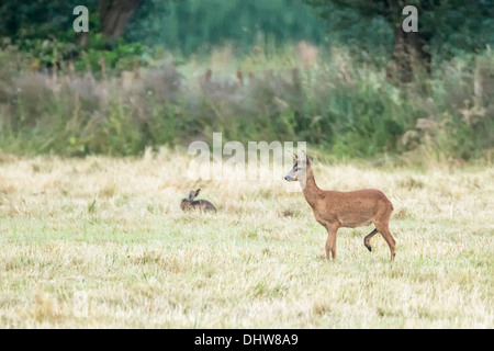 Niederlande,'s-Graveland, Hirsch oder Reh und Hase Stockfoto