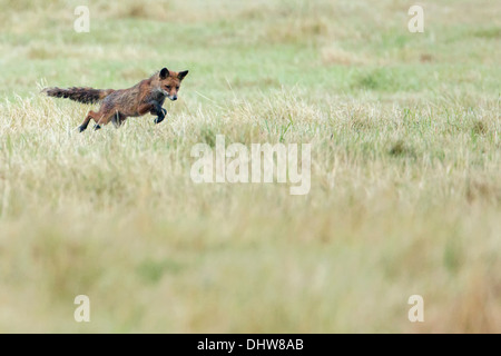 Niederlande,'s-Graveland, junger Rotfuchs Jagd Maus Stockfoto