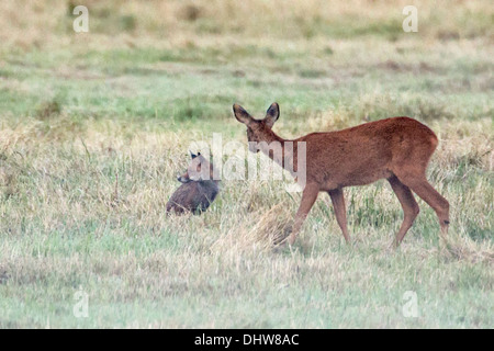 Niederlande,'s-Graveland, Rehe und junge Rotfuchs Stockfoto