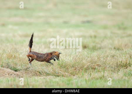 Niederlande,'s-Graveland, junger Rotfuchs Jagd Maus Stockfoto