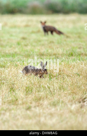 Niederlande,'s-Graveland, junger Rotfuchs Blick auf Kaninchen Stockfoto