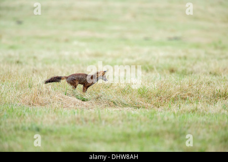 Niederlande,'s-Graveland, junger Rotfuchs Jagd Maus Stockfoto