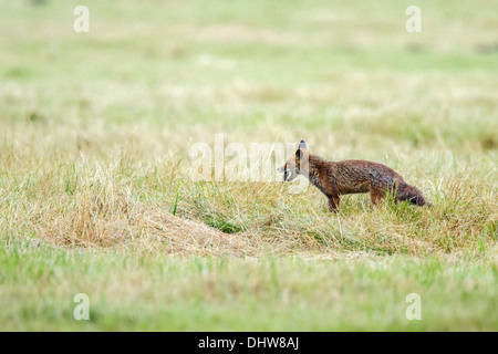 Niederlande,'s-Graveland, junger Rotfuchs Essen Maus Stockfoto