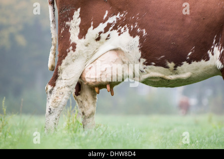 Niederlande,'s-Graveland. Landgut namens Hilverbeek. Kuh im Morgennebel. Close-up Euter Stockfoto
