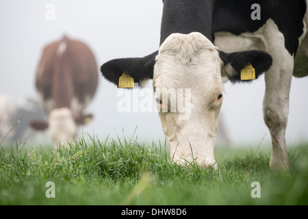 Niederlande,'s-Graveland. Landgut namens Hilverbeek. Kühe im Morgennebel Stockfoto