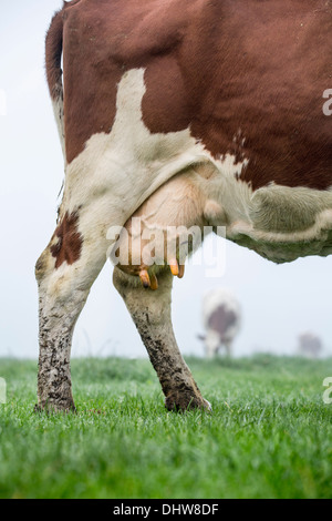 Niederlande,'s-Graveland. Landgut namens Hilverbeek. Kuh im Morgennebel. Close-up Euter Stockfoto