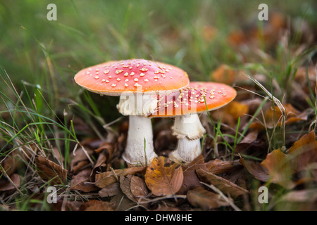 Niederlande, 's-Graveland, Spanderswoud ländlichen Anwesen. Herbst. Pilz Fly, Fly Agaric. Stockfoto