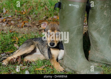 Welpe Hund neben Gummistiefel Verlegung Stockfoto