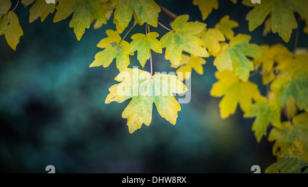 Blätter im Herbst gelb und grün Stockfoto