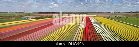 Niederlande, Krabbendam. Panoramablick über blühende Tulpenfelder. Luftbild Stockfoto