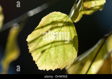 Wimbledon London, UK. 15. November 2013. Ein Blatt Hintergrundbeleuchtung von der Sonne an einem Herbsttag in Wimbledon Common Credit: Amer Ghazzal/Alamy Live-Nachrichten Stockfoto