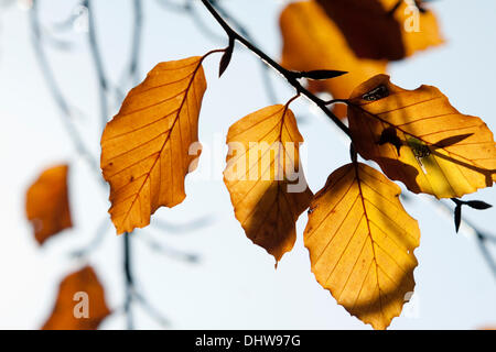 Wimbledon London, UK. 15. November 2013.  Hintergrundbeleuchtung geht von der Sonne an einem Herbsttag in Wimbledon Common Credit: Amer Ghazzal/Alamy Live-Nachrichten Stockfoto