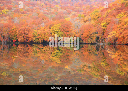 Herbstfärbung von Teich, Tsutanuma, Aomori, Japan Stockfoto