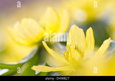 Winterling (Eranthis Hyemalis) Stockfoto