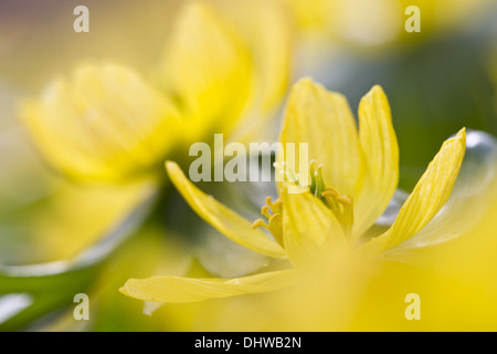 Winterling (Eranthis Hyemalis) Stockfoto