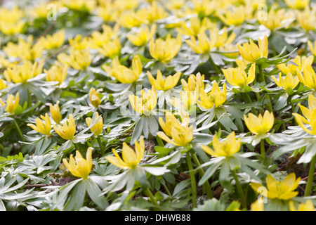 Winterling (Eranthis Hyemalis) Stockfoto